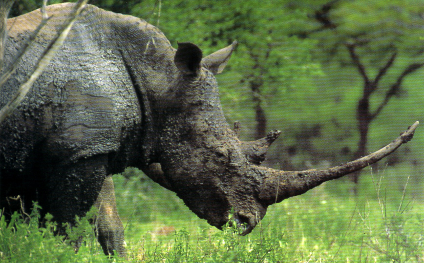 rinoceronte6.jpg